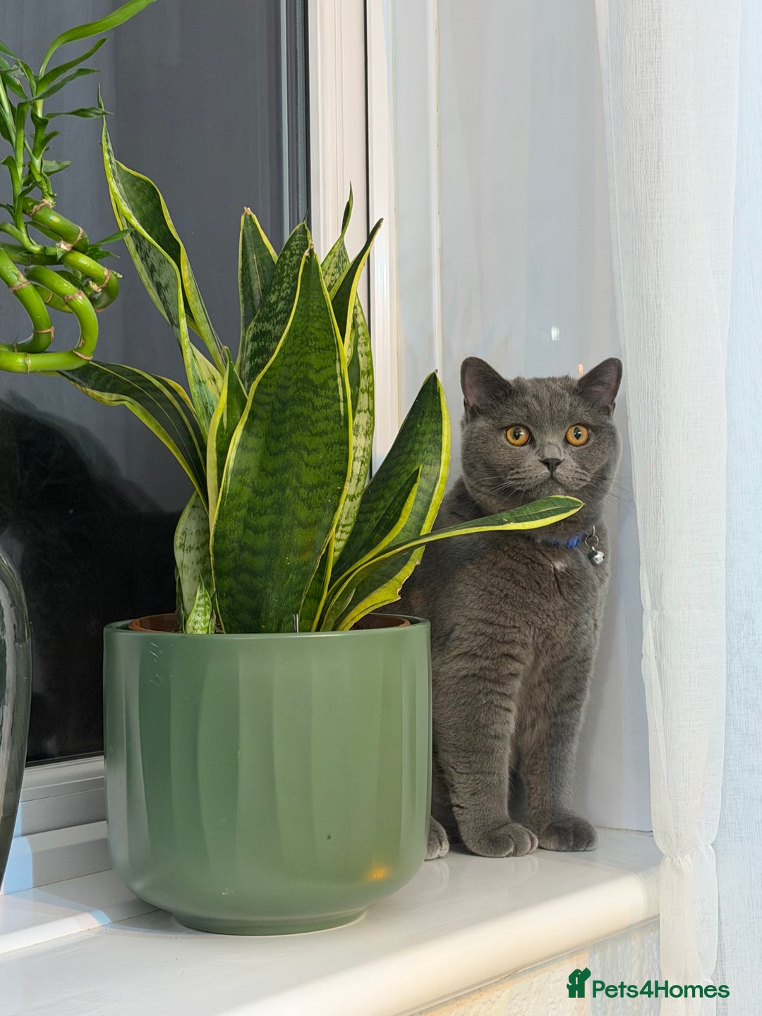 British Shorthair cats for sale: Beautiful British shorthair blue cat  - Advert 2