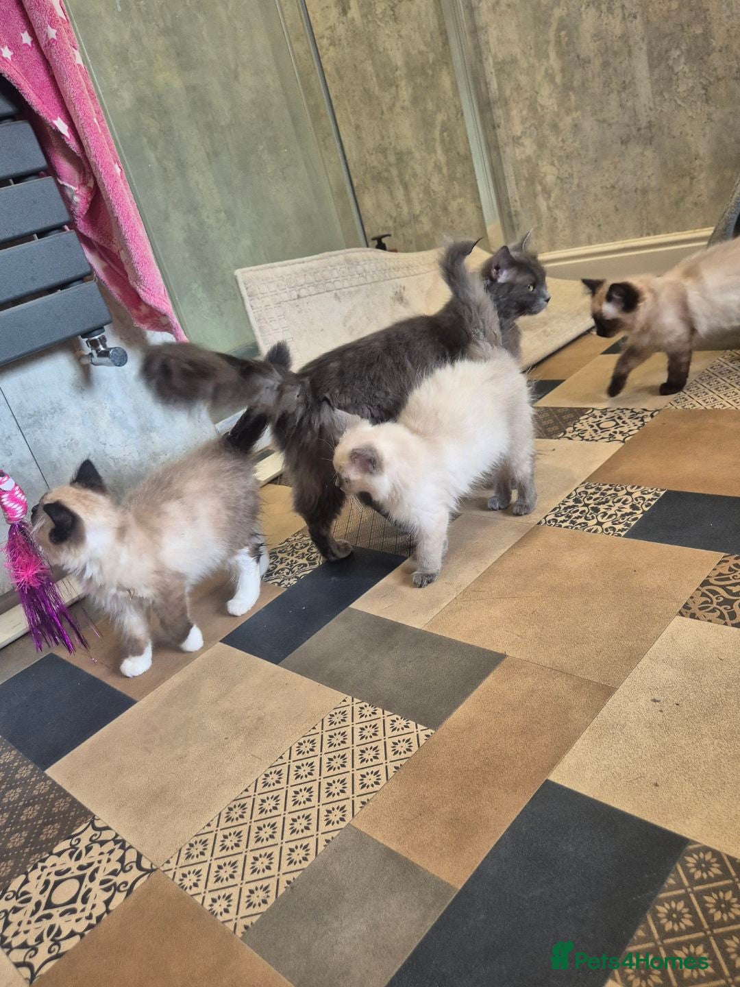 Ragdoll cats for sale: 4 ragdolls ready to leave now  - Image 34