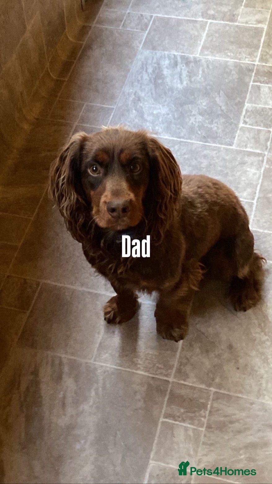 Cocker Spaniel dogs 🏡cocker spaniel puppies🏡 - Advert 2