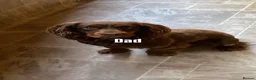 Cocker Spaniel dogs for sale: 🏡cocker spaniel puppies🏡 in Liskeard - Advert 2
