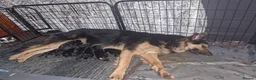 Golden Shepherd dogs for sale: Last male golden sherperd - Advert 2
