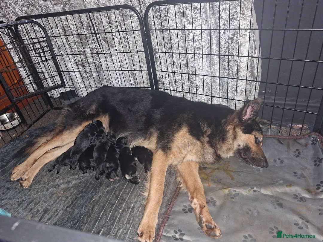 Golden Shepherd dogs for sale: Last male golden sherperd - Advert 2