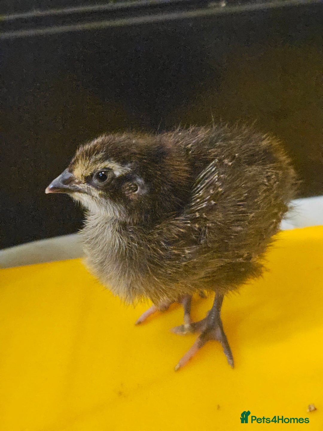 Quail poultry for sale: Quails  - Image 12