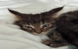 Maine Coon cats for sale: GCCF Genetically Clear Maine Coon Kitten - Image 5