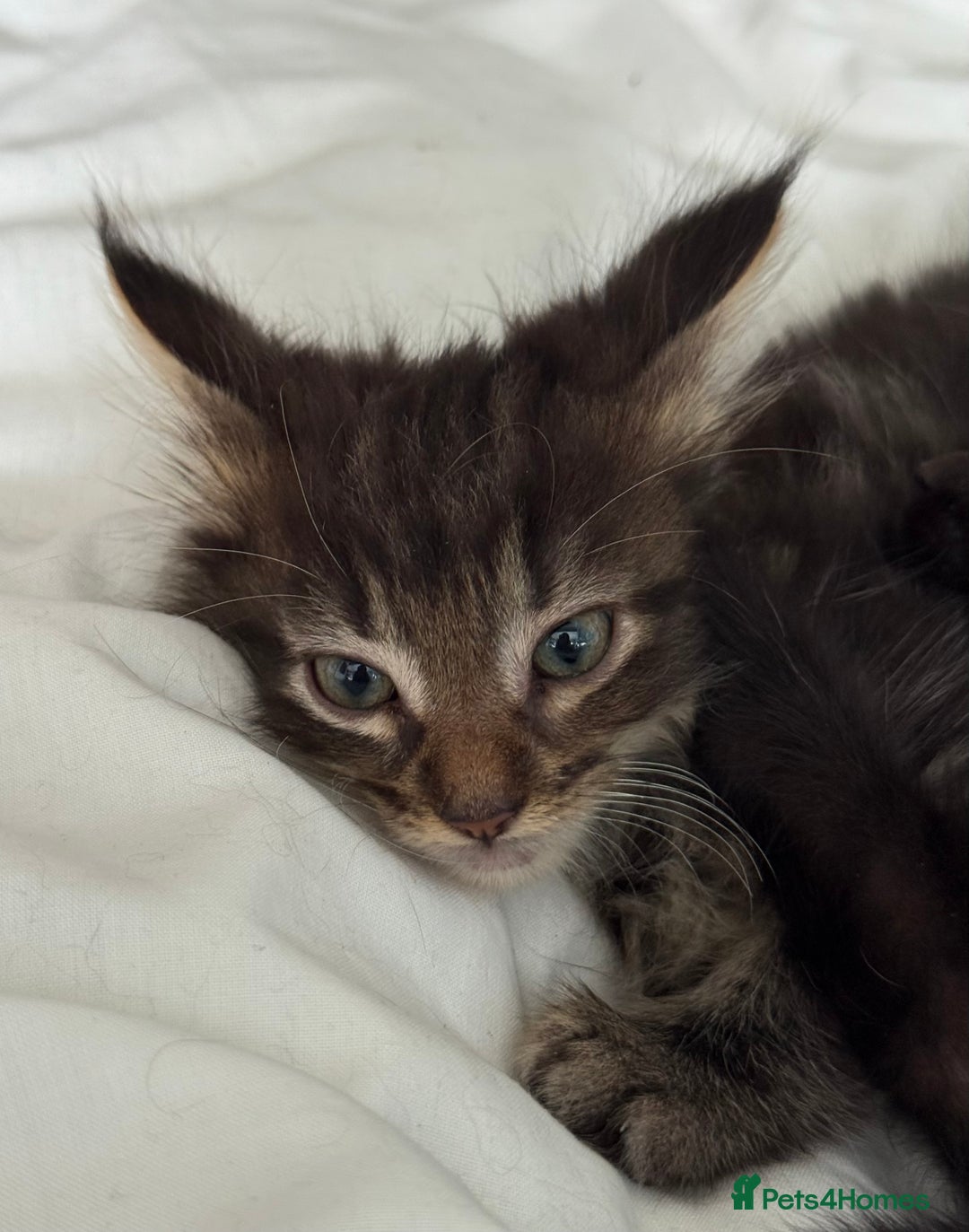 Maine Coon cats for sale: GCCF Genetically Clear Maine Coon Kitten - Image 5
