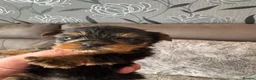 Yorkshire Terrier dogs for sale: Yorkshire Terrier Pups - Advert 14