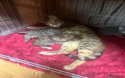 Mixed Breed cats for sale: Amazing stripy Bengal x kittens ready now - Image 6