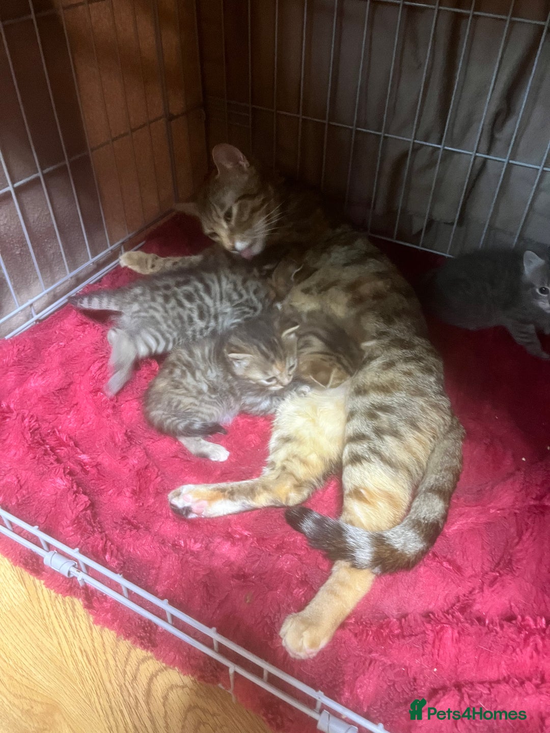 Mixed Breed cats for sale: Amazing stripy Bengal x kittens ready now - Image 6