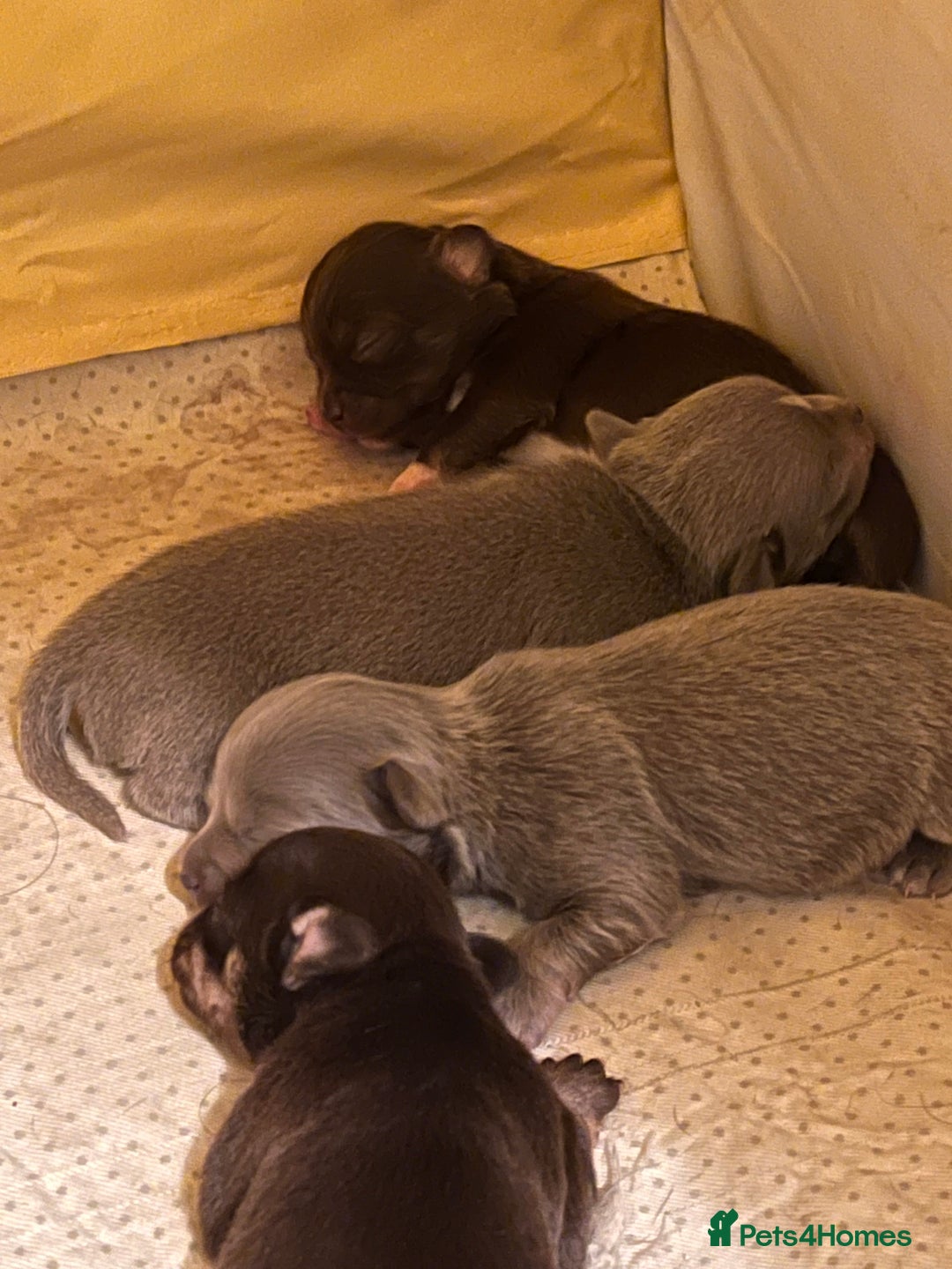 Chihuahua dogs for sale: 2 Male Chihuahuas  - Advert 5