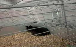Lionhead rabbits for sale: Grey rabbit - Image 2
