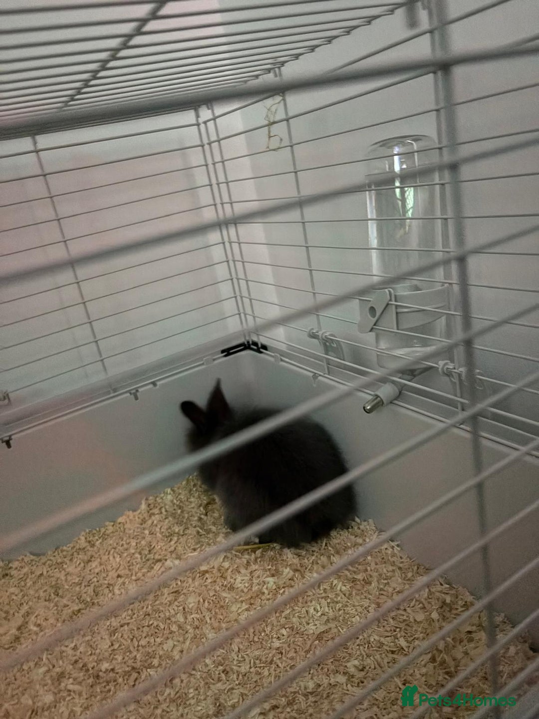 Lionhead rabbits for sale: Grey rabbit - Image 2