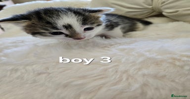 Russian Blue cats Russian blue =Main coon cross kittens  - Advert 3