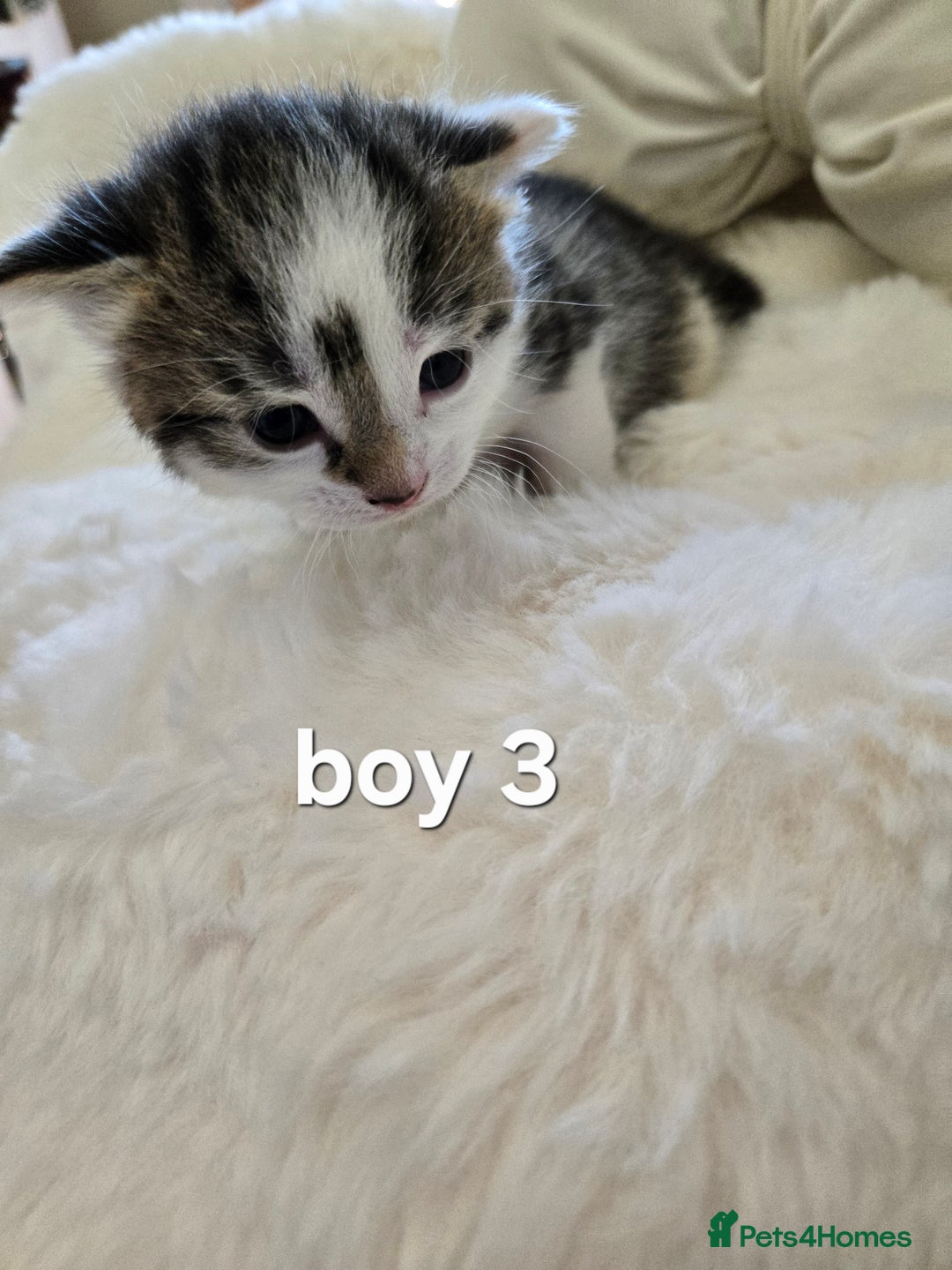 Russian Blue cats for sale: Russian blue =Main coon cross kittens  - Advert 9