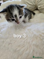 Russian Blue cats Russian blue =Main coon cross kittens - Advert 5