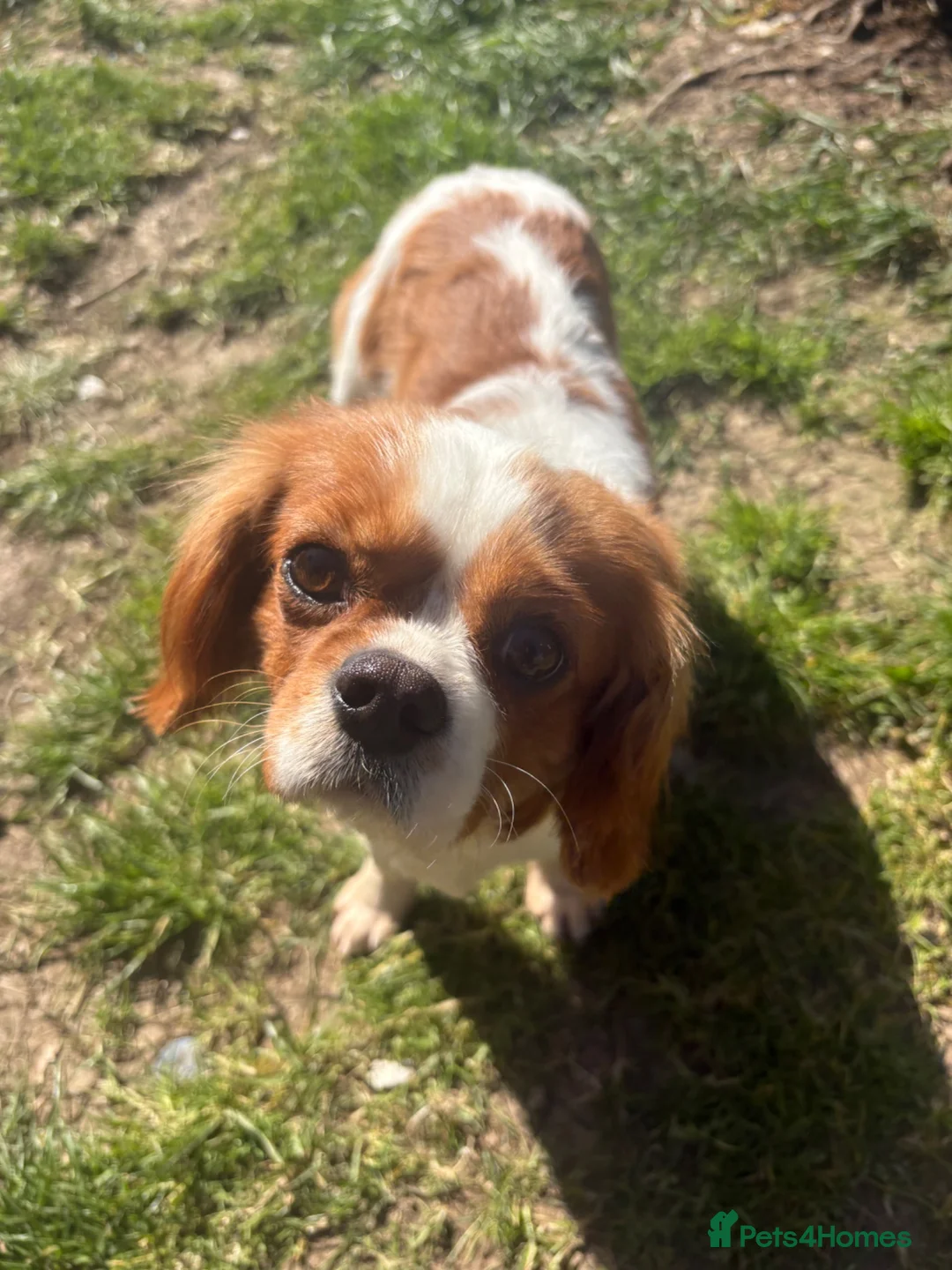 Cavapoo dogs for sale: 3 Female Cavapoos for sale  - Advert 2