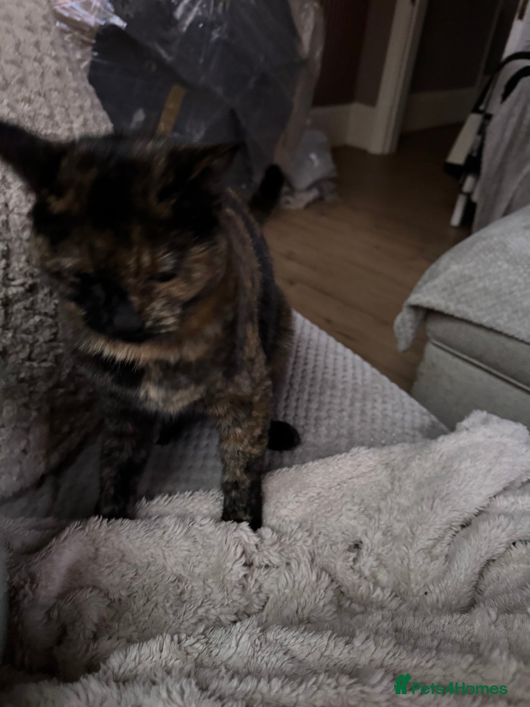 Domestic Shorthair cats for sale: Beautiful Bea  - Advert 5