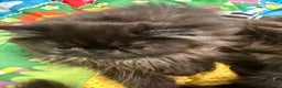 Persian cats for sale: 1 girl left REDUCED GCCF  PERSIANS  - Advert 13