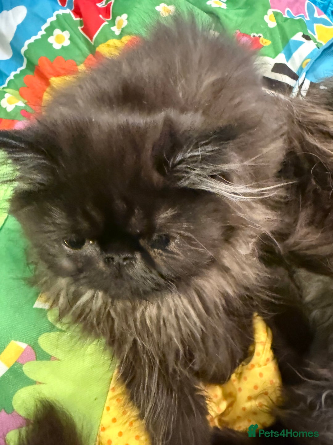 Persian cats for sale: 1 girl left REDUCED GCCF  PERSIANS  - Advert 13