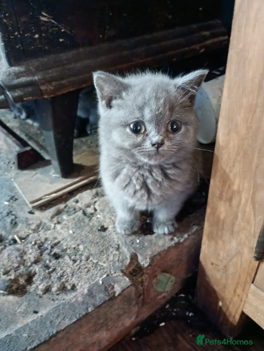 British Shorthair cats for sale: Full British Shorthair kittens - Advert 1