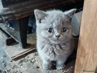 British Shorthair cats Full British Shorthair kittens - Advert 2