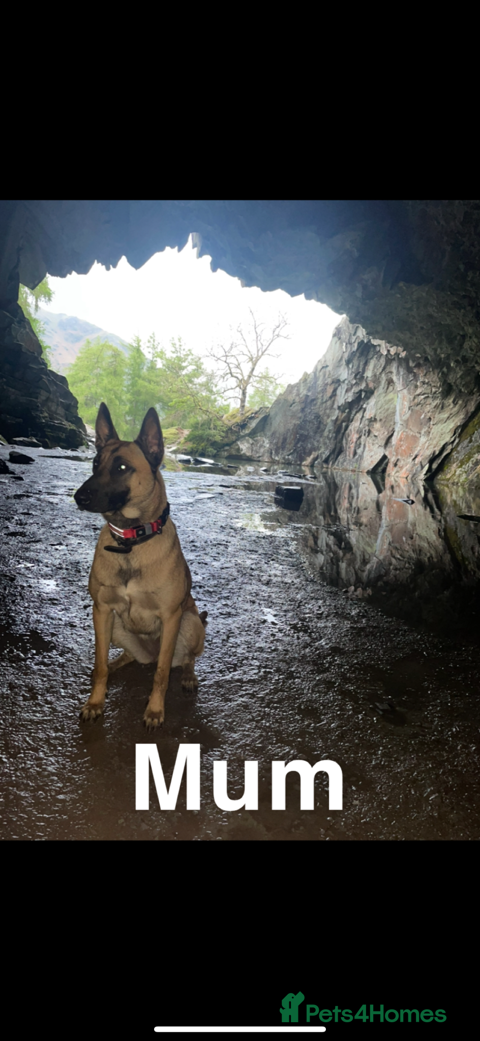 Belgian Shepherd Dog dogs Belgian Malinois pups  - Advert 1