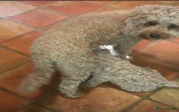 Mixed Breed dogs for sale: GORGEOUS TEDDY SMALL MINIATURE POODLE BOY  - Advert 10