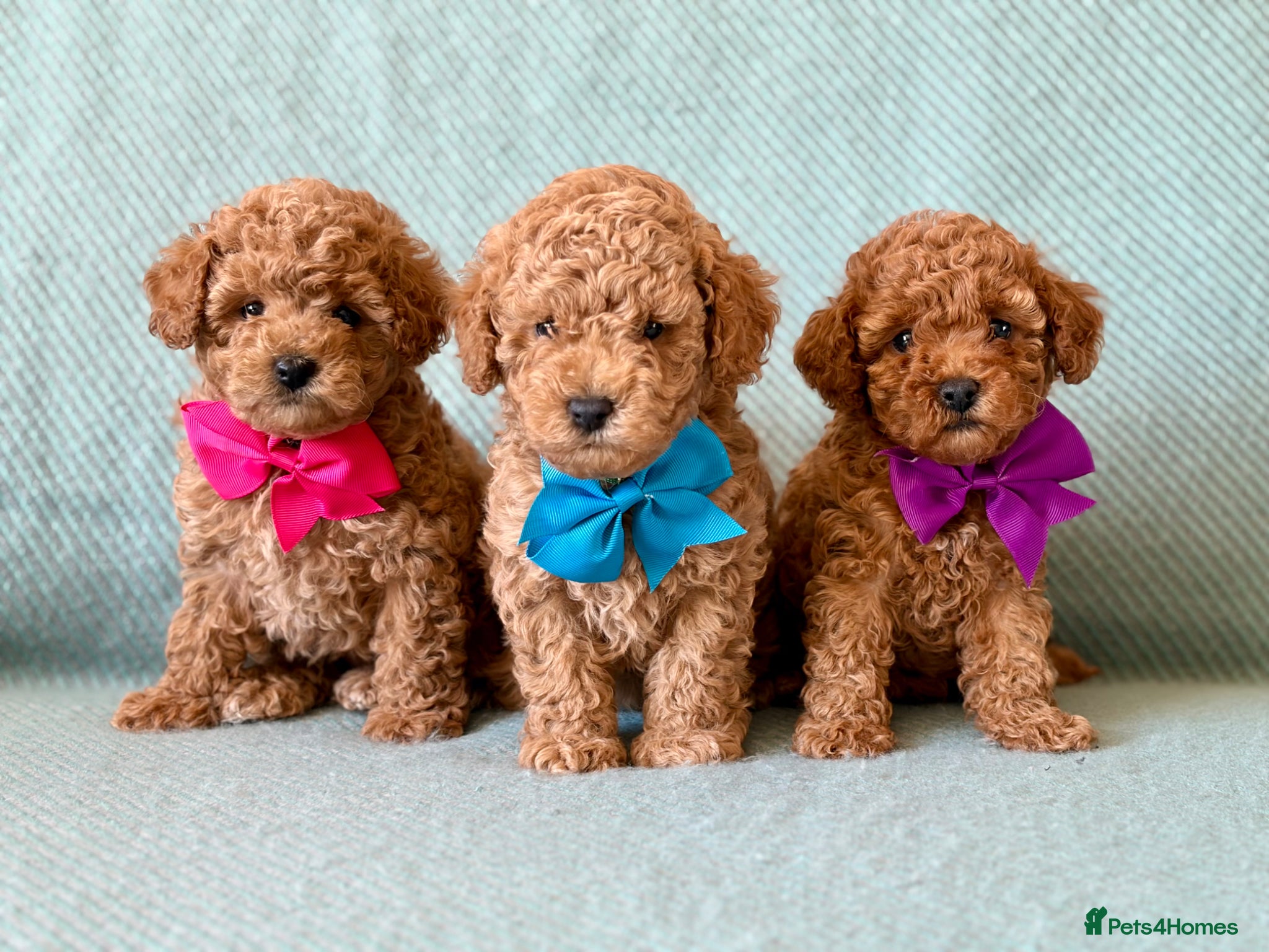 Cockapoo dogs Exquisite toy cockapoo  - Advert 5