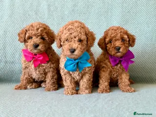 Cockapoo dogs Exquisite toy cockapoo - Advert 5