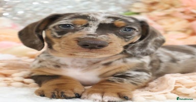 Miniature Dachshund dogs - Advert 5
