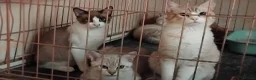 Mixed Breed cats for sale: Kittens for rehoming  in Dunfermline - Advert 19