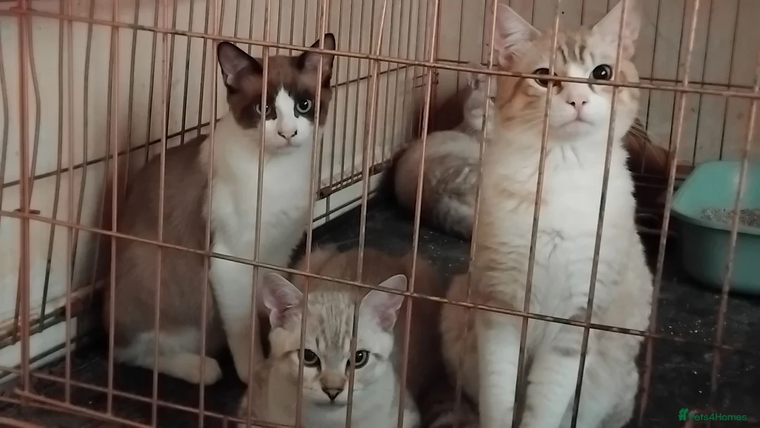 Mixed Breed cats for sale: Kittens for rehoming  in Dunfermline - Advert 19