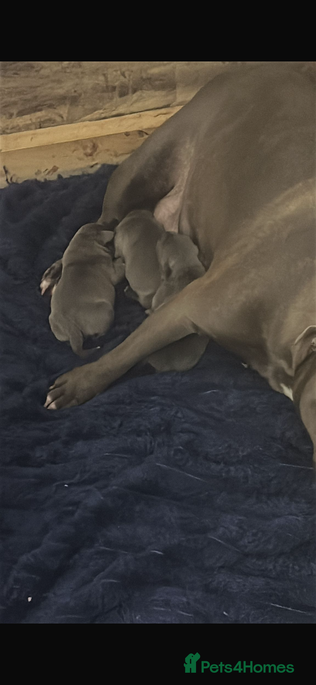 Staffordshire Bull Terrier dogs for sale: Staffy  - Advert 3