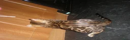 Bengal cats for sale: Beautiful Male Bengal - ready to leave  in Manchester - Advert 4