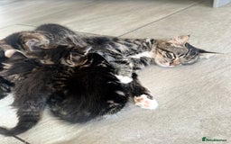 Mixed Breed cats for sale: 3 Lovely Kittens - Image 13