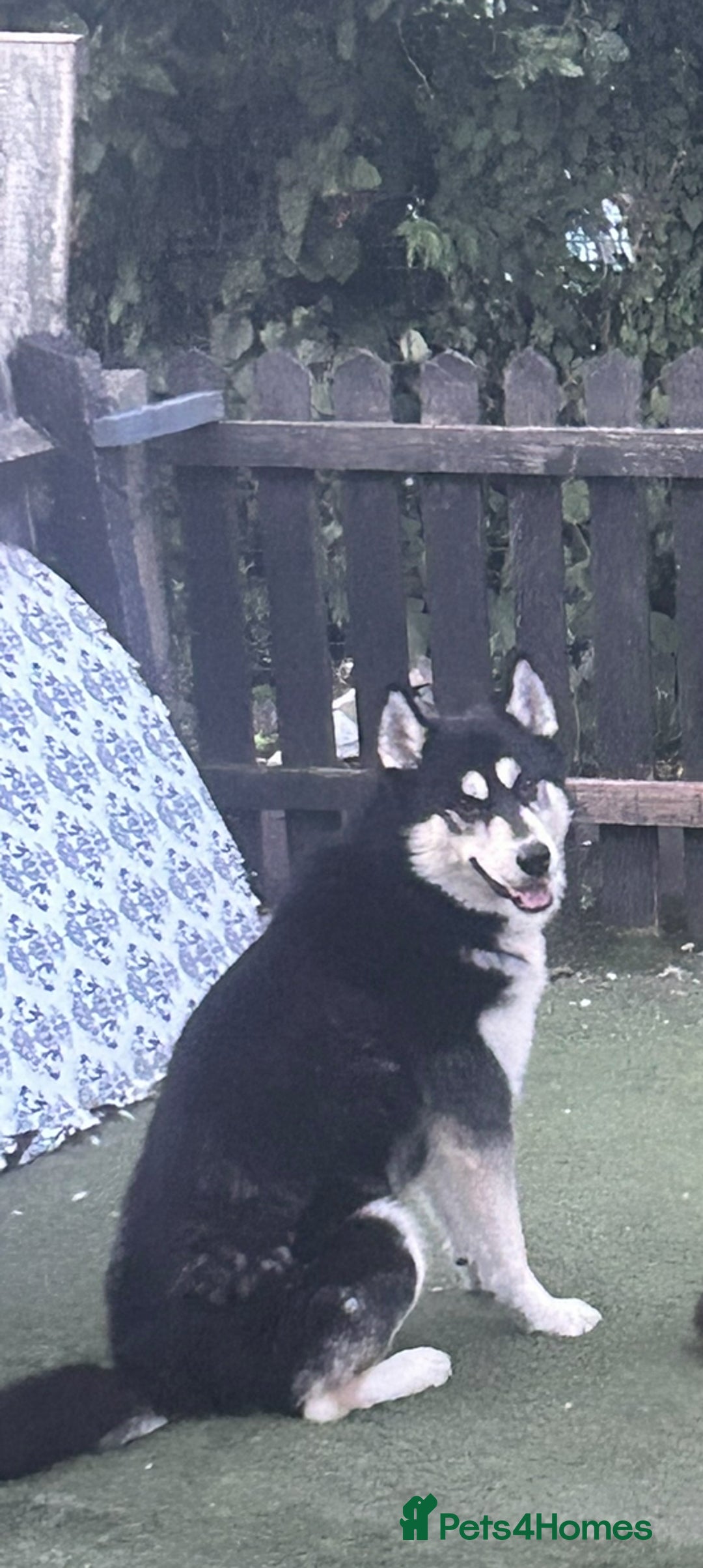 Siberian Husky dogs for sale: 2 year old male husky  - Image 3
