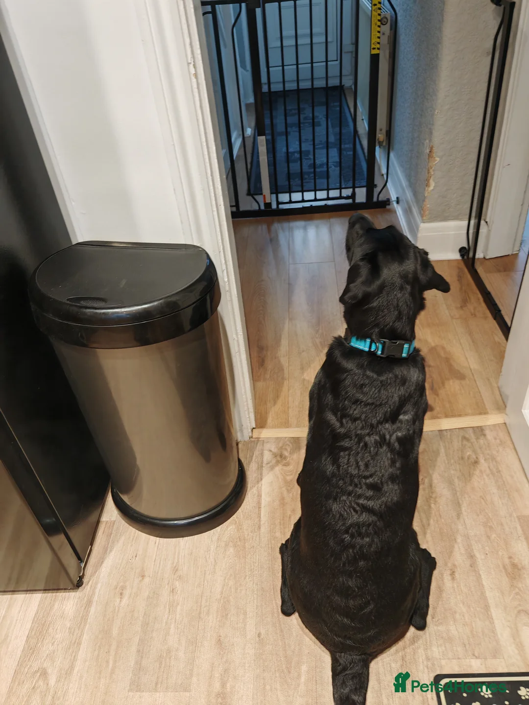 Labrador Retriever dogs for sale: Pet for sale  - Advert 3