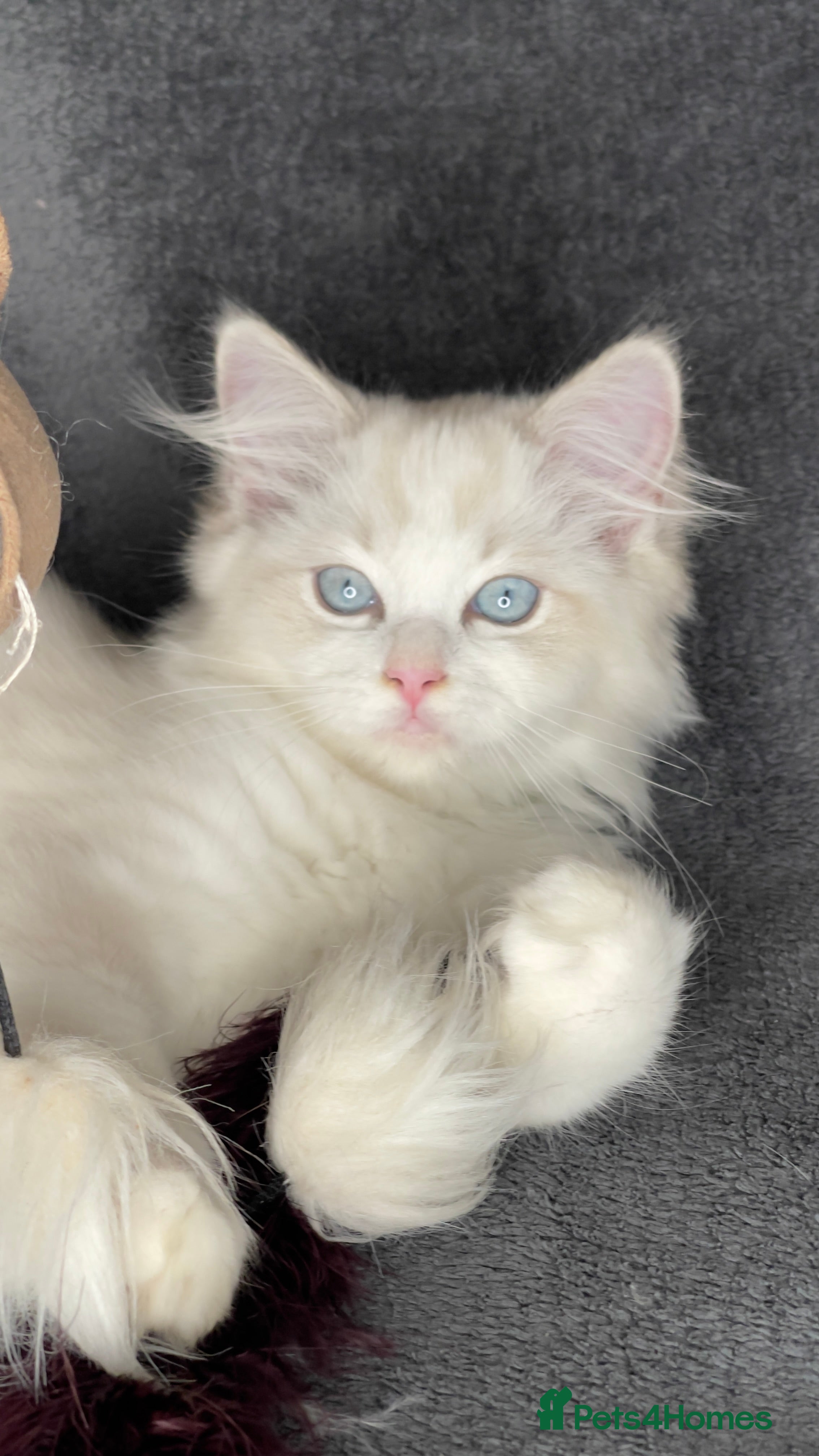 Ragdoll cats 🌟 Stunning TICA Ragdoll Kittens – Ready Now! - Advert 9