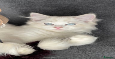 Ragdoll cats ✨ Gorgeous Ragdoll Kittens ✨ - Advert 4