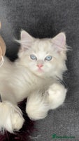 Ragdoll cats ✨ Gorgeous Ragdoll Kittens ✨ - Advert 3
