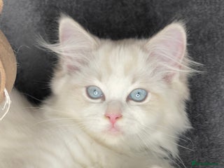 Ragdoll cats 🌟 Stunning TICA Ragdoll Kittens – Ready Now! - Advert 9