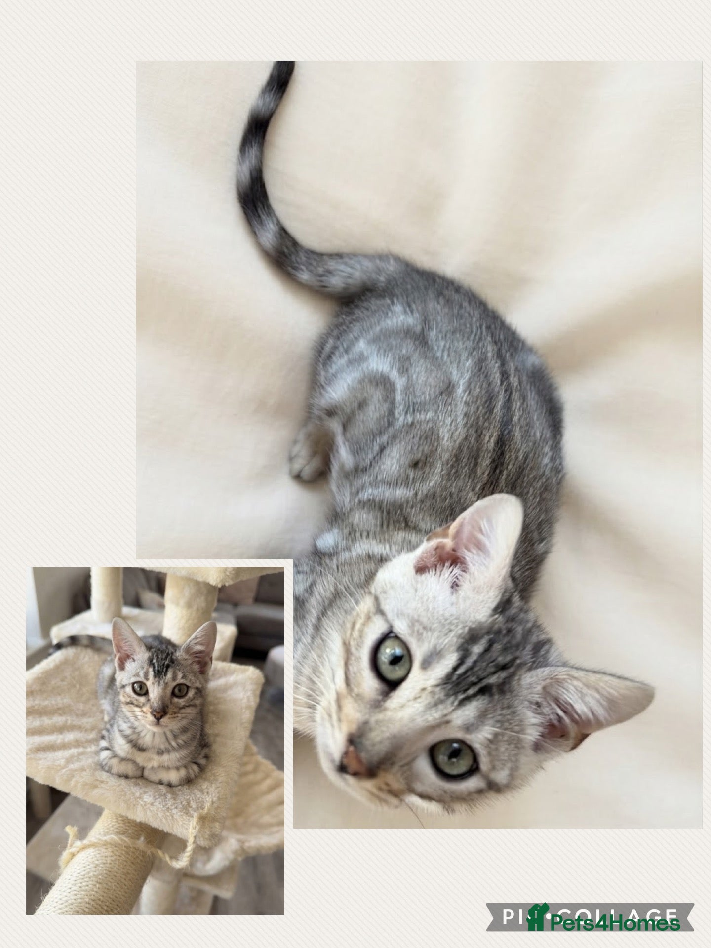 Bengal cats BENGAL KITTENS FOR SALE - Advert 11