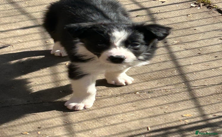 Border Collie dogs - Advert 1