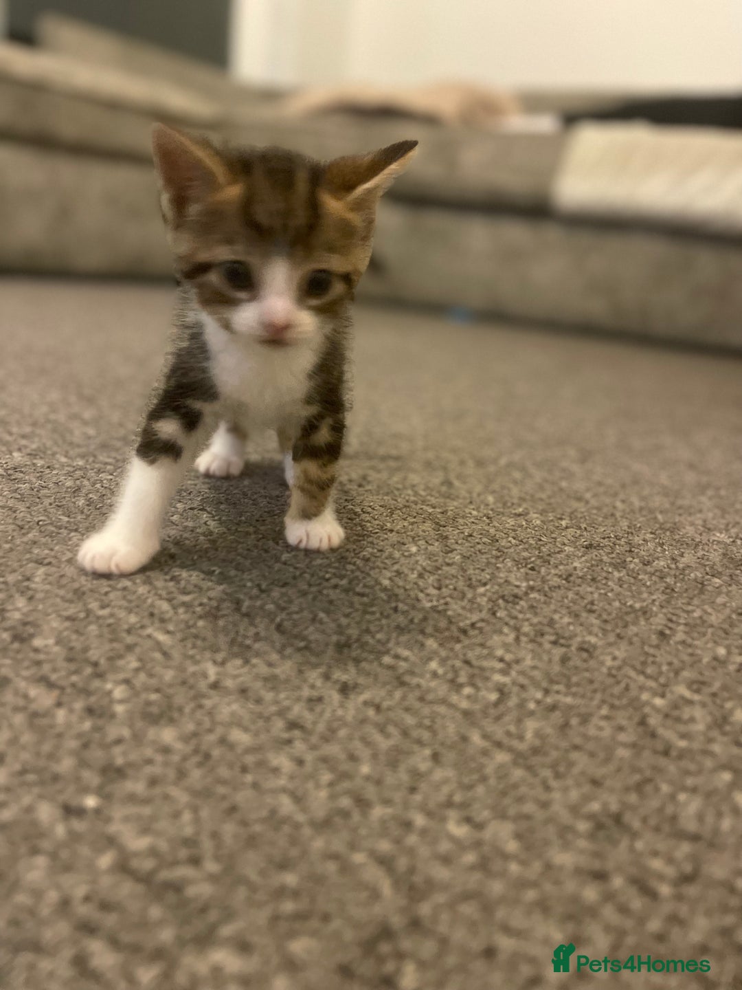 Mixed Breed cats for sale: Two female kittens for sale  - Advert 4