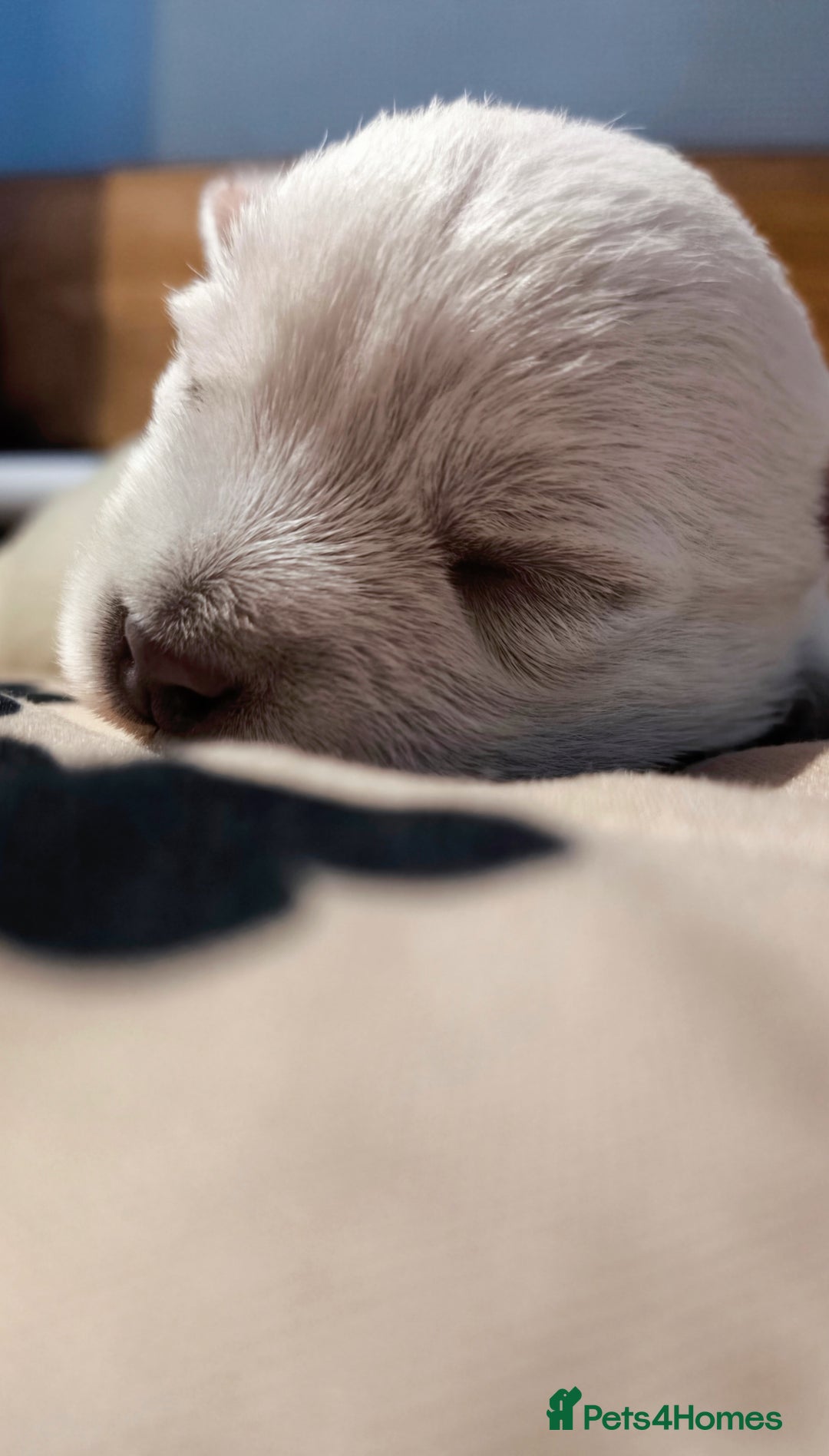 West Highland Terrier dogs for sale: West Highland White Terrier Puppies ♥️💙💚💜 - Advert 9