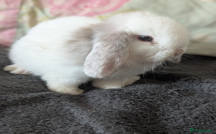Mini Lop rabbits - Advert 14