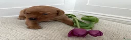 Labrador Retriever dogs for sale: KC Reg Fox Red Labrador Puppies. in New Malden - Advert 6