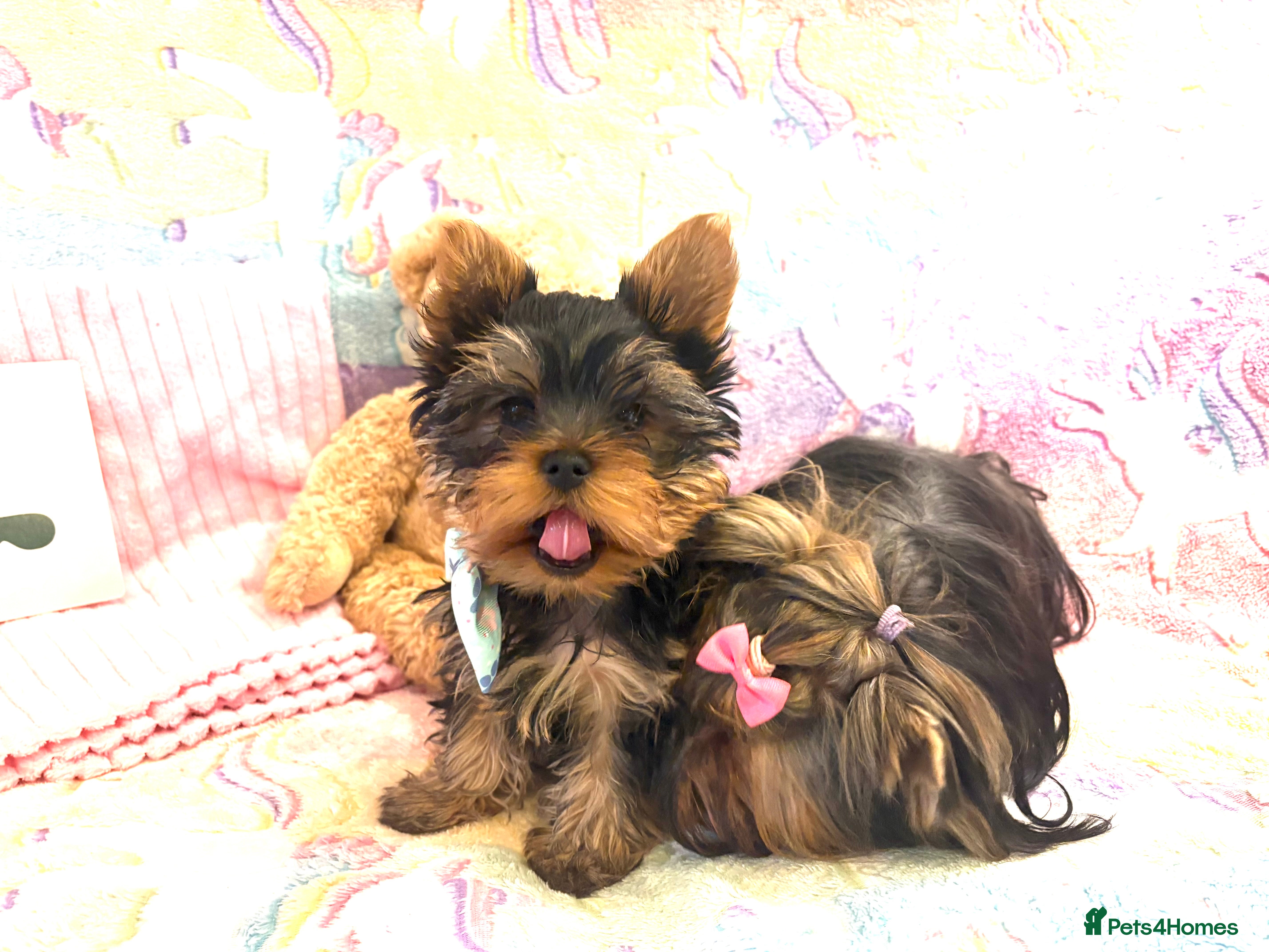 Yorkshire Terrier dogs Absolutely stunning  mini yorkie boy  - Advert 6