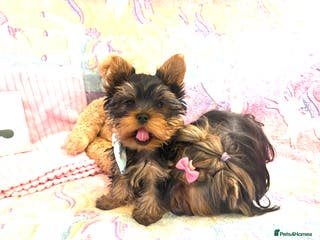 Yorkshire Terrier dogs Absolutely stunning mini yorkie boy - Advert 4