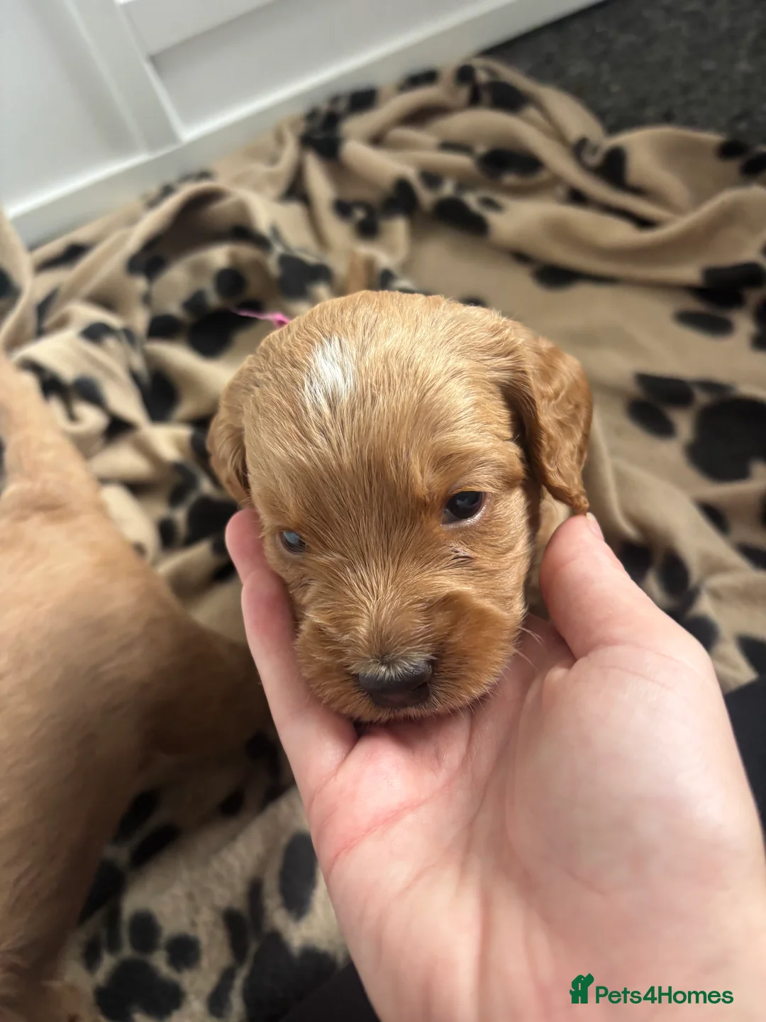 Cavapoo dogs for sale: F1b cavapoo - Advert 2