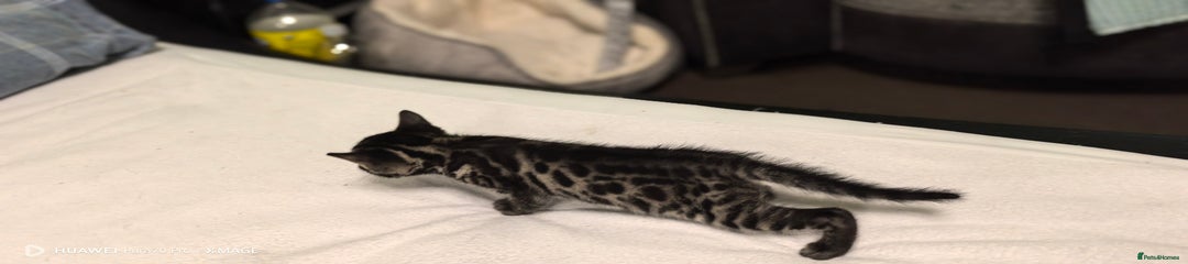 Bengal Kitten 1